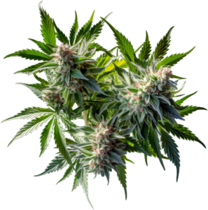 Cannabis Plant
